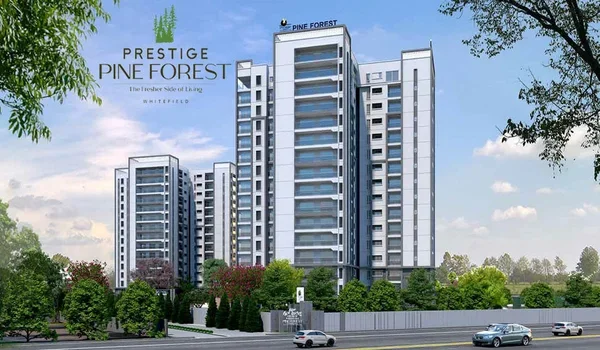Featured Image of Prestige Pine Forest
