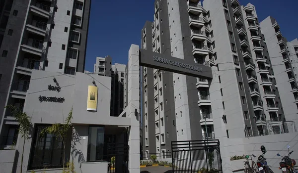 Featured Image of Sobha Chrysanthemum
